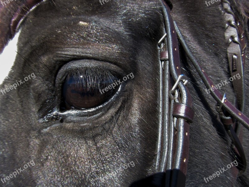 Eye Horses Farm Horse Head Ranch