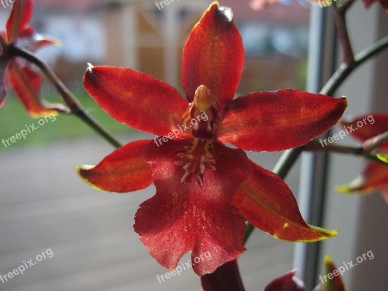 Orchids Red Blooming Flowers Branch