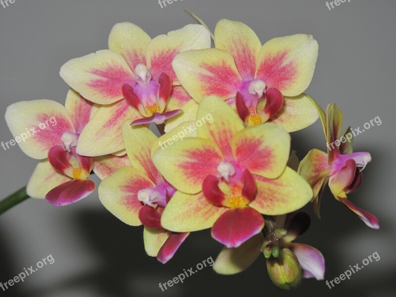 Orchids Flowers Blooming Plant Exotic