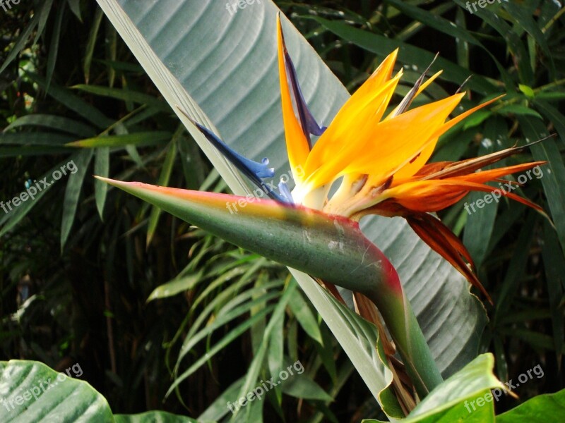 Bird Of Paradise Flower Birds Of Paradise Blue Red Yellow Orange Family Strelitziaceae Colorful Flowers