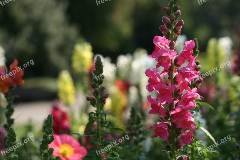 White Snapdragons Yellow Rose Flowers Blooming Foliage Flower Buds