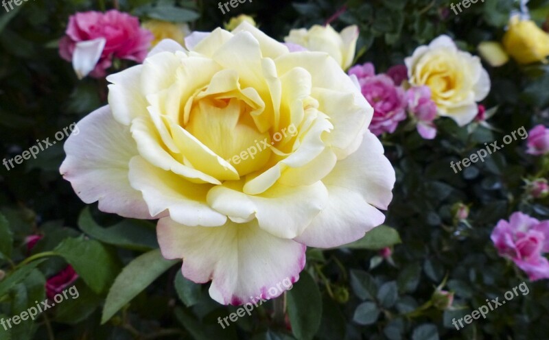 Rose Flower Yellow Nature Elegant