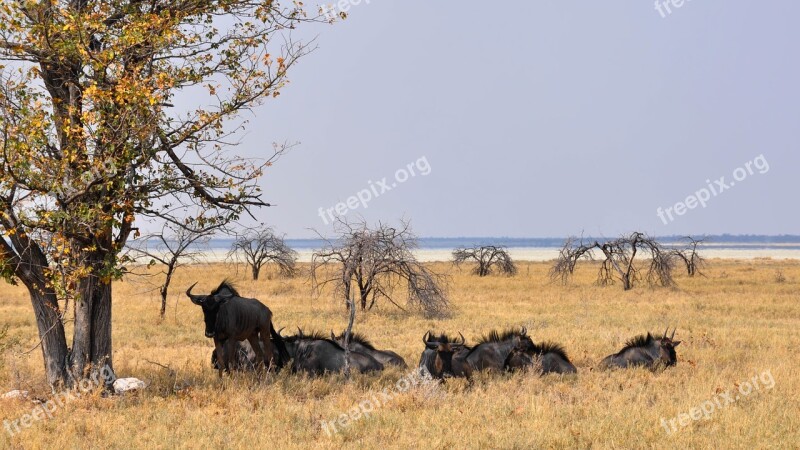 Africa Namibia Nature Dry National Park