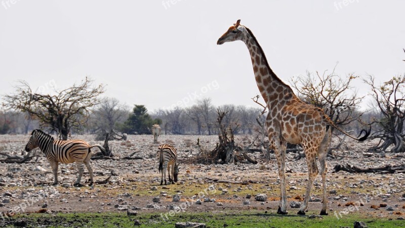 Africa Namibia Nature Dry National Park