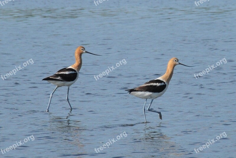 American Avocets Birds Shorebirds Portrait Coast