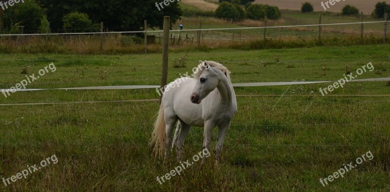 Horse Pasture Nature Outdoors Portrait