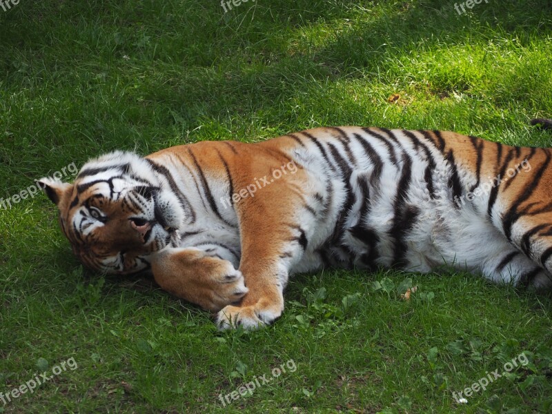 Tiger Zoo Big Cat Germany Serengeti Park