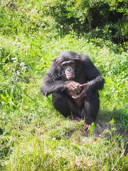 Monkey Chimpanzee Ape Zoo Germany