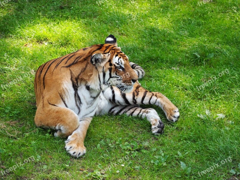 Tiger Big Cat Serengeti Park Predator Tiergarten