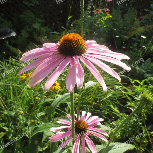 Echinacea Flower Shawinigan Free Photos