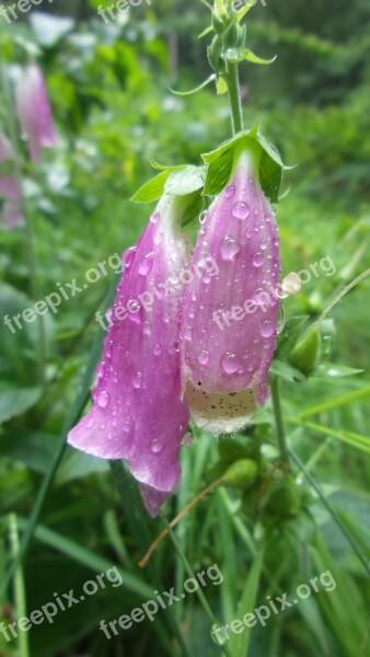 Foxglove Flower Pink Green Free Photos