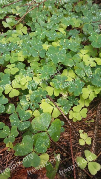 Green Shamrock Nature Macro Free Photos