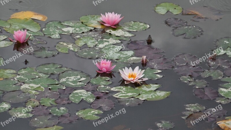 Waterlilies Water-plant Water Pink Free Photos