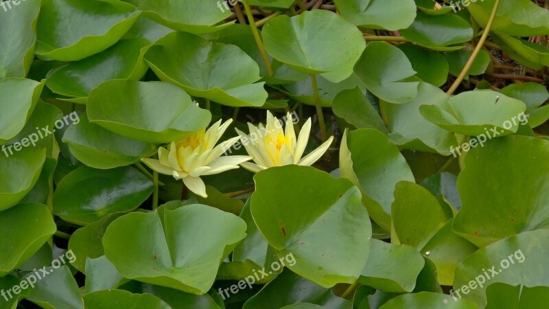 Waterlilies Yellow Green Water-plant Free Photos