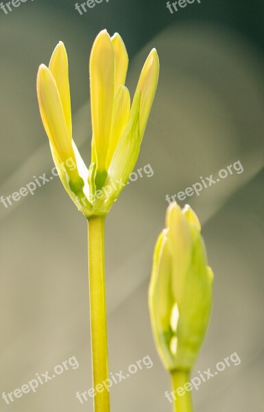 Wild Flowers Flower Plant Growing Up Yes Than