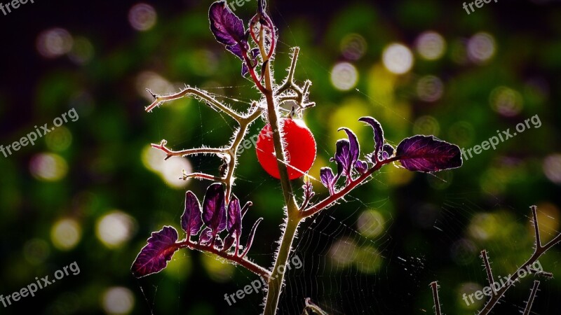 Tomatoes Harvest Vegetables Tomato Plant Cultivation