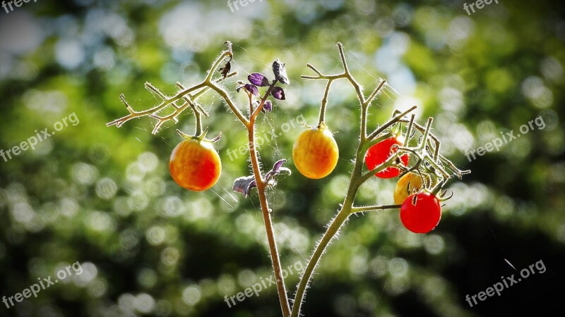 Tomatoes Harvest Vegetables Healthy Vitamins