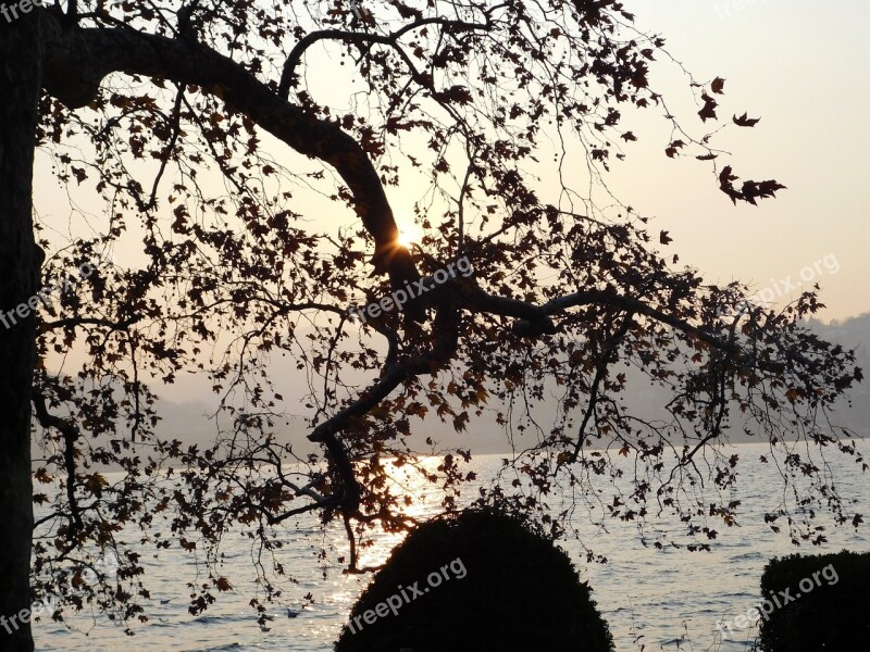 Sunset Sun Tree Lugano Lake Lake