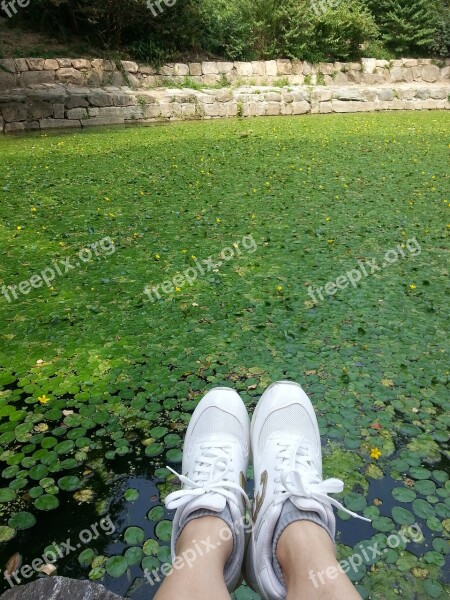 Pond Shoes Virtue Kotobuki Shrine Free Photos