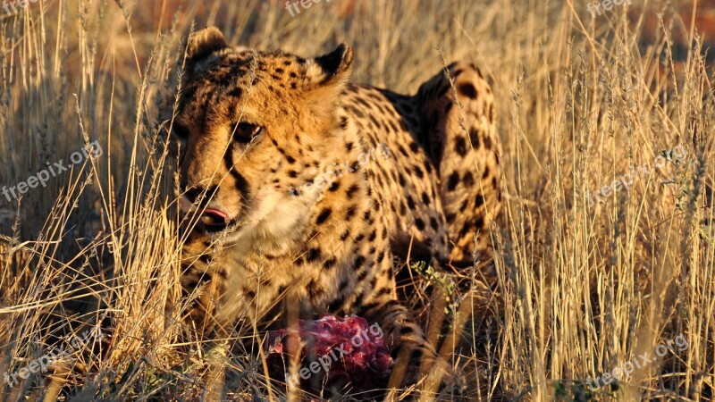 Africa Namibia Nature Dry National Park