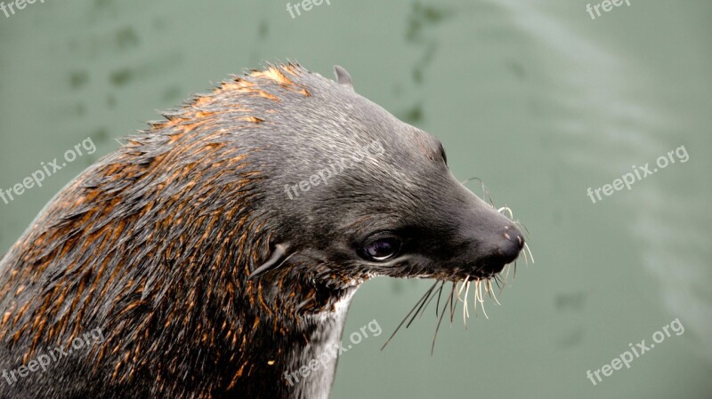 Nature Sea Animal Beach Seal