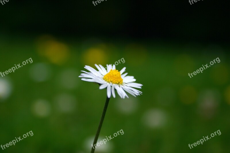 Daisy Flower Lawn Grass Yellow