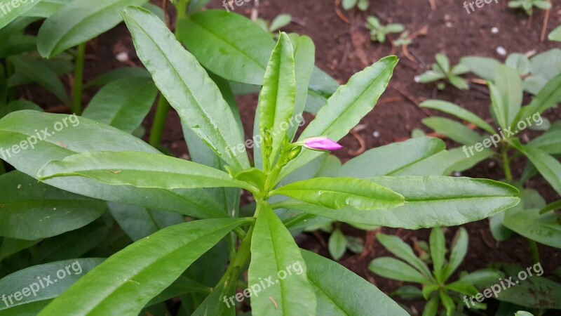 Ginseng Thailand Ginseng Herb Green Vegetable