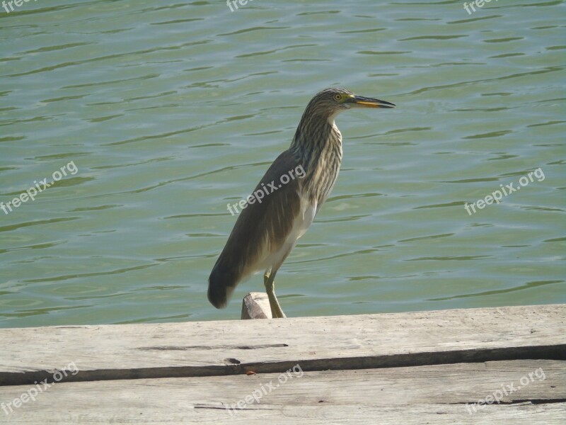 Chinese Pond Heron Bird Water Beak Pond