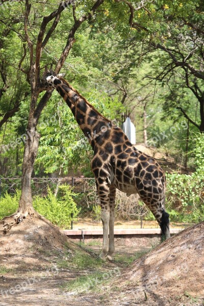 Giraffe Zoo Animals Jungle Nature