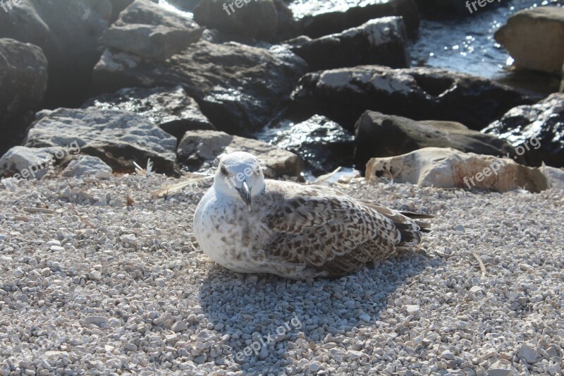 Seagull Beach Croatia Rovinj Free Photos