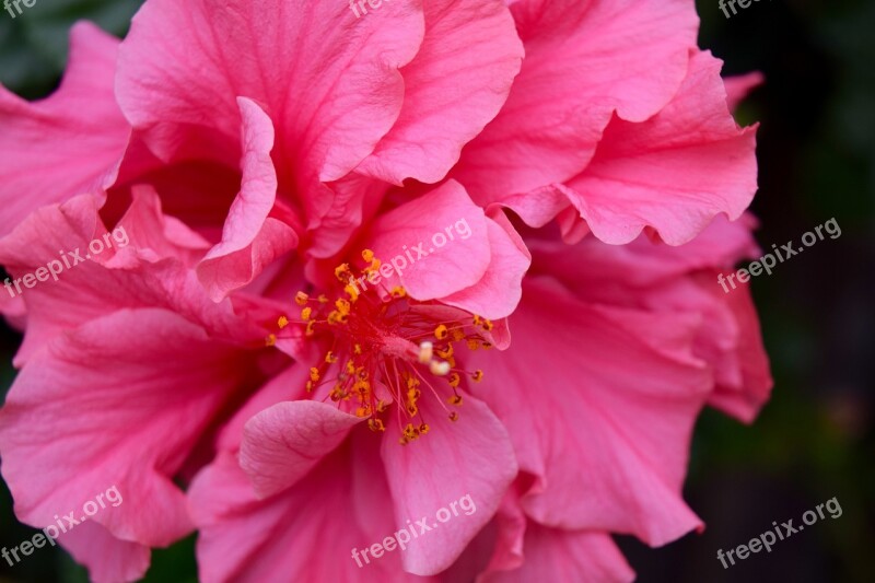 Hibiscus Macro Pink Pistil Flower