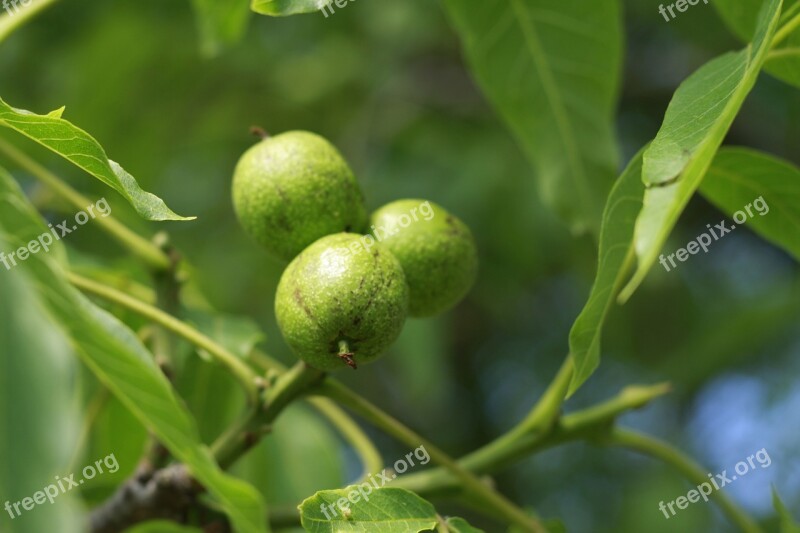 Nut Tree Nature Green Fruit