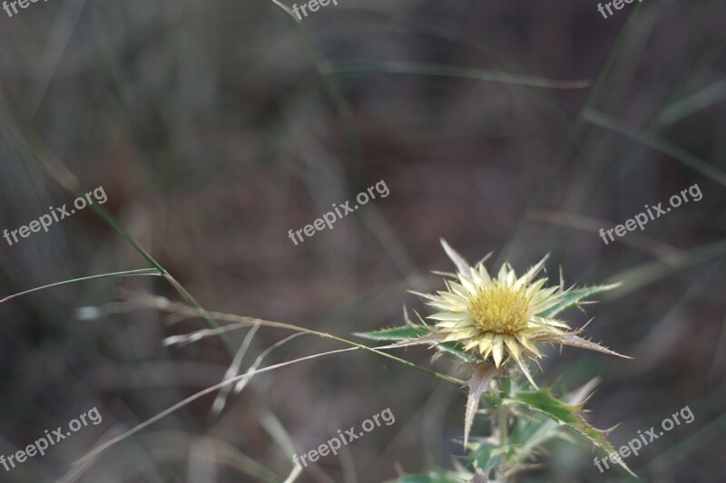 Dry Flower Herbal Herb Natural