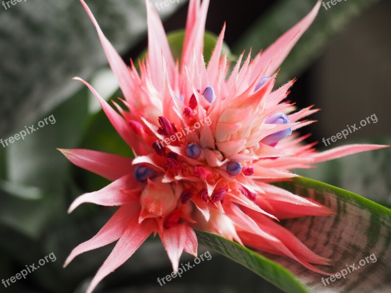 Bromeliad Bromeliads Bloom Houseplant Close Up Blossom