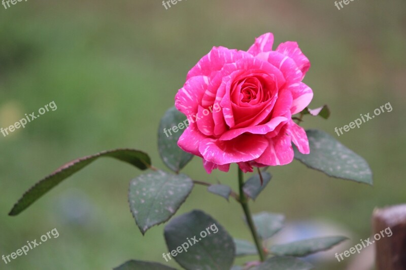 Rose Flower Garde Nature Petal