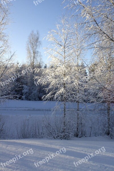 Winter Tree Birch Snow Snowy