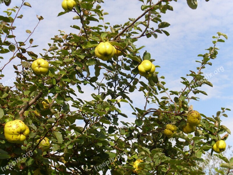 Yellow Quince Fruit Free Photos