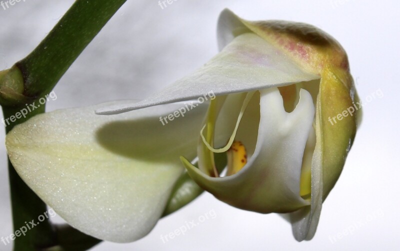 Orchid Orchid Greenhouse Orchidaceae Blossom Bloom