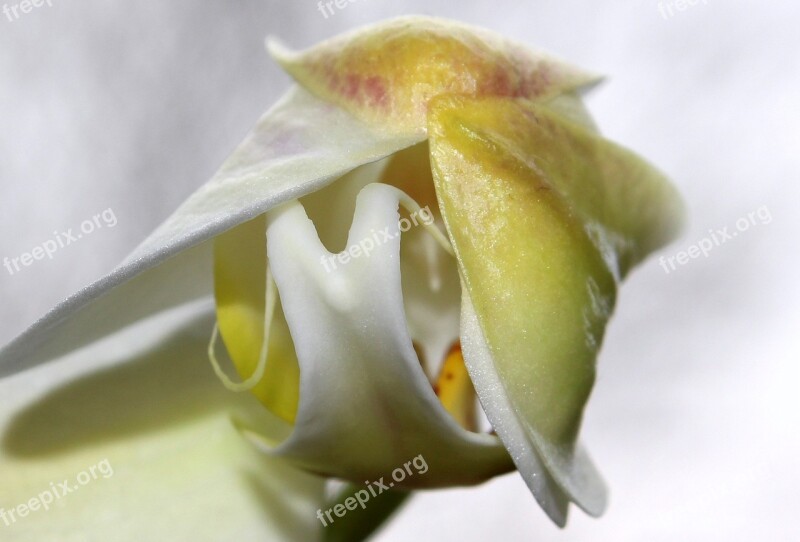 Orchid Orchid Greenhouse Orchidaceae Bud Open