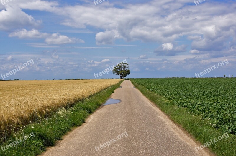 Landscape Lane Tree Away Fields