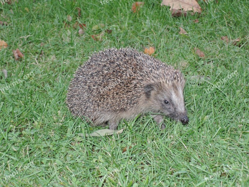 Hedgehog Grass Prickly Nature Animal