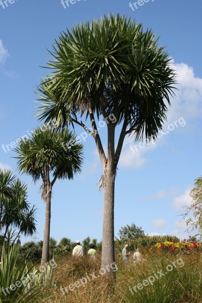 Palm Trees Cordyline Australis Botanical Garden Auckland Sword-shaped Leaves