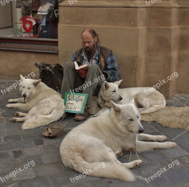 Schäfer Awake Dogs Serenity Free Photos