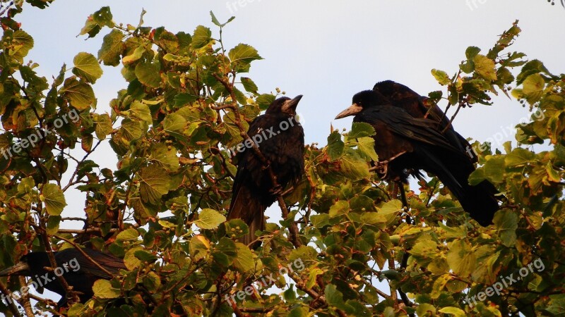 Ravens Tree Raven Bird Black