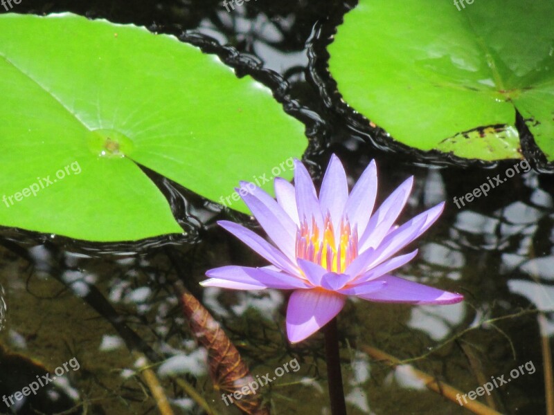 Plant Lily Pad Nature Free Photos