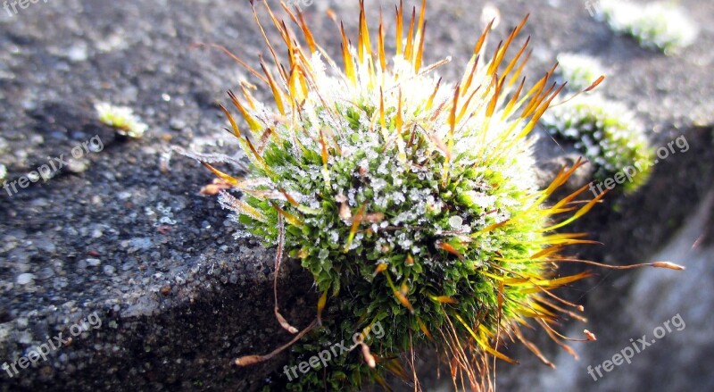 Autumn Winter Frost Plant Moss