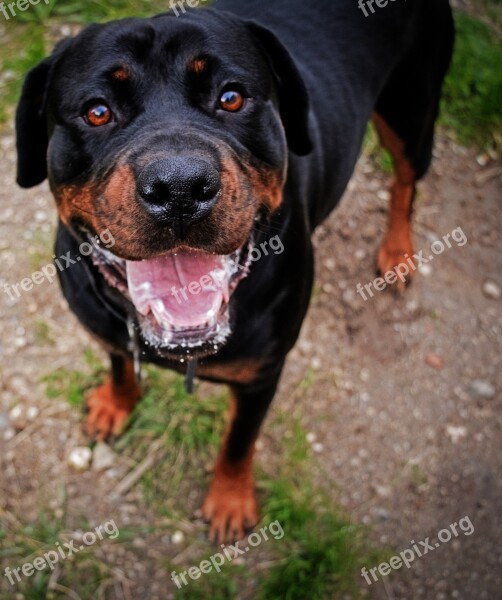 Rottweiler Dog Mumble Dog Breed Free Photos