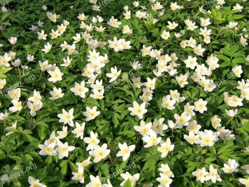 Anemones Flowers Wood Anemone Spring Flower Spring