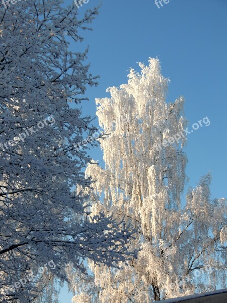 Winter Frost Nature Snow Ice