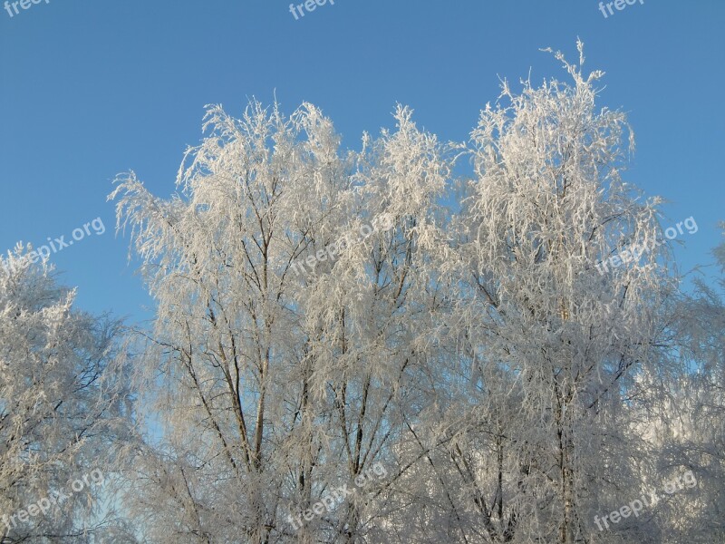 Winter Frost Nature Ice Crystal